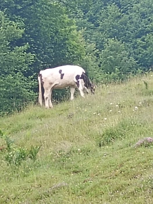 Vând vacă și junincă preț negociabil