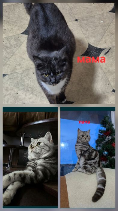 Котята британки породистые