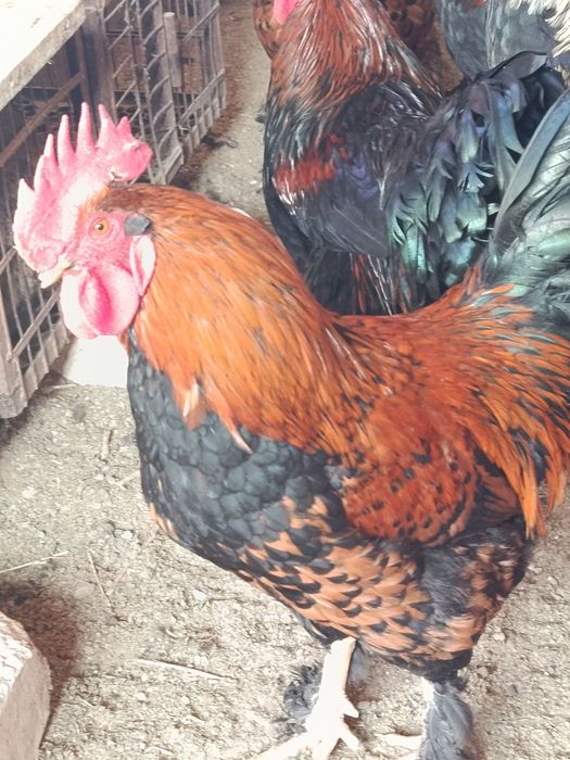 Петухи "Андижанский чёрный принц"