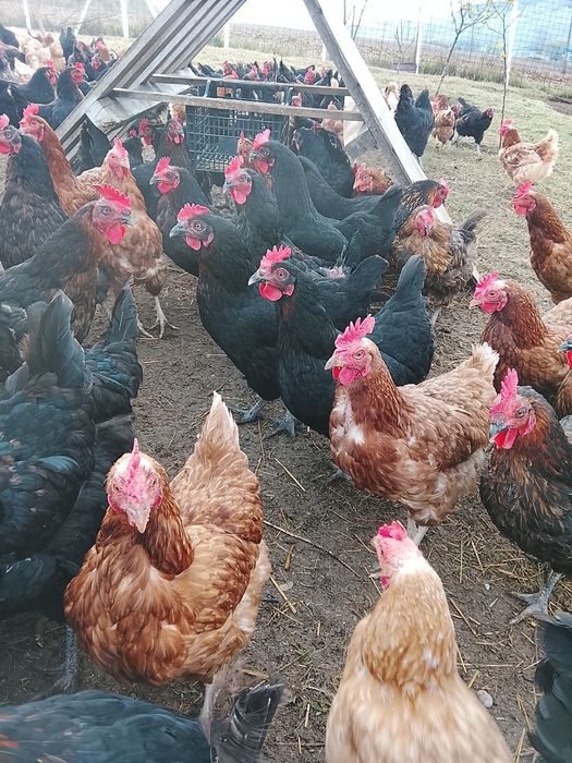 Găini de vânzare Negru de Moravia  și Lohman Brown