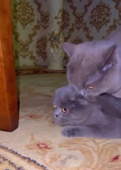 Временно выставляется на Вязки