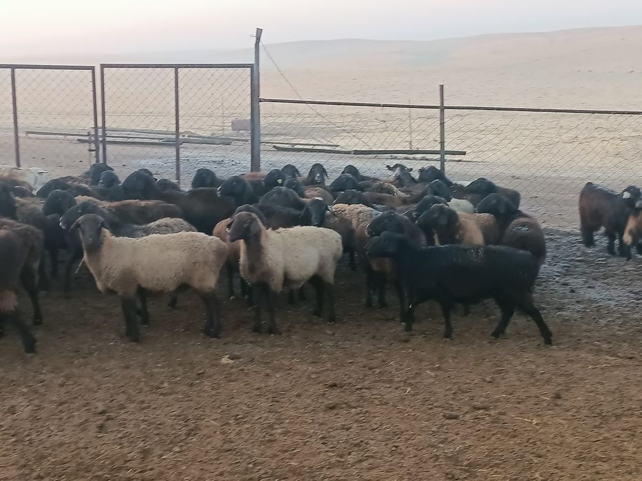 буаз саулыктар сатылады