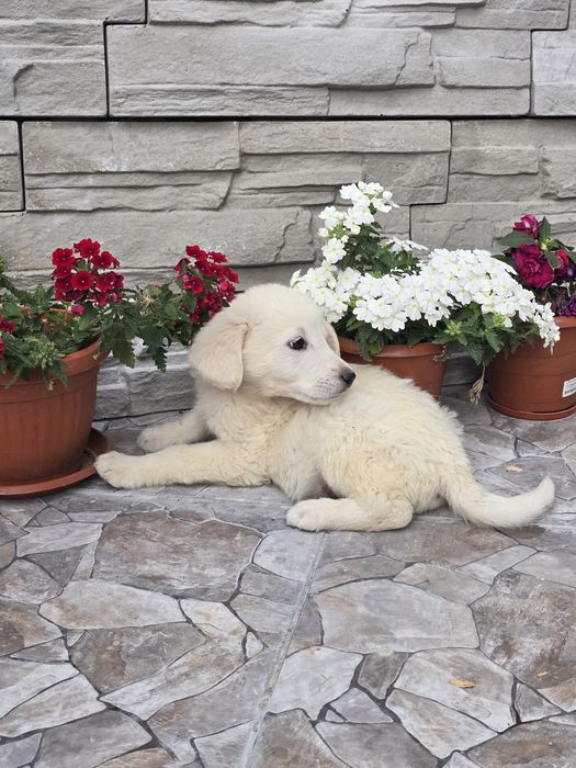 Бебенца лабрадор ретривър