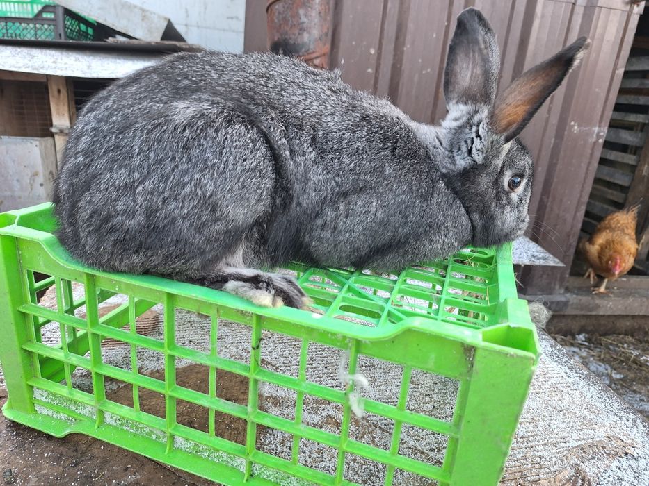 Продам молодых кролих