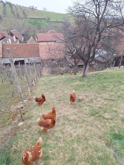 oua de vanzare din gospodărie proprie