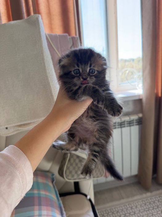 Котята британскик