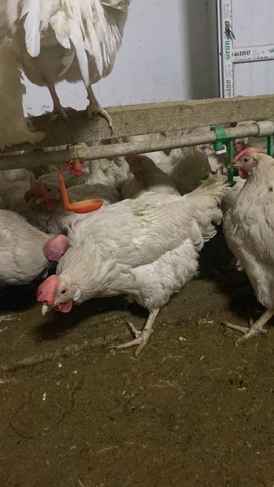 Жақсы тауық корал