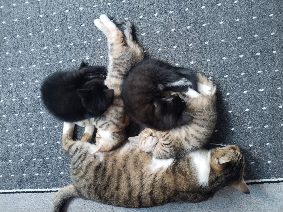 Котята ищут добрых и заботливых хозяев