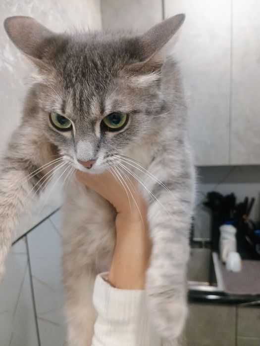 Отдам кошечку в добрые руки