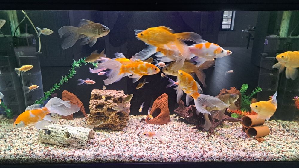 Продам рыбок камет