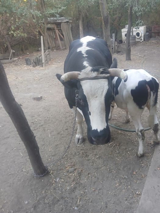 Vaca gestanta cu vitea de 4 luni