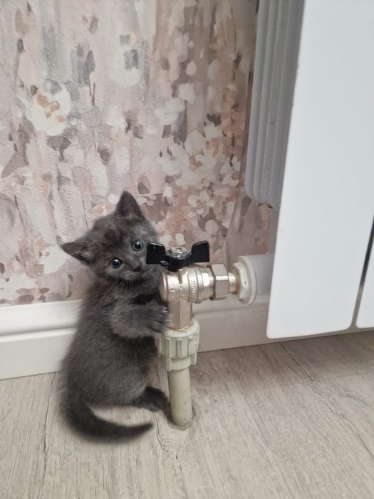 Отдам котят в добрые руки