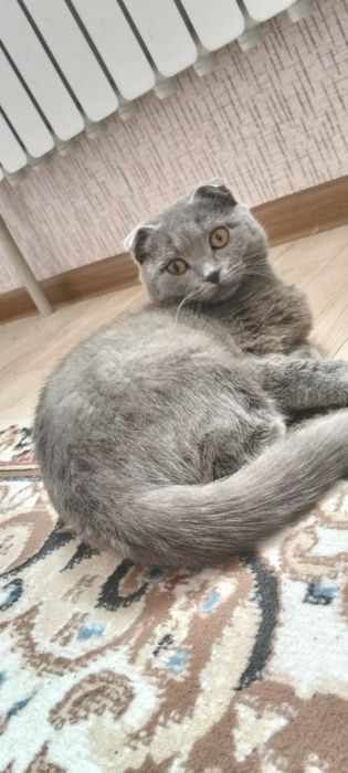 Scottish fold муха  сопогах