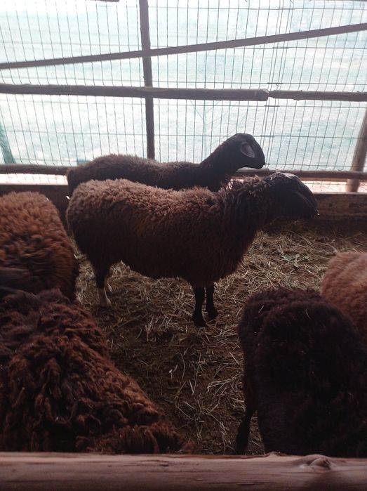 Zotdor qo'y lar sotiladi