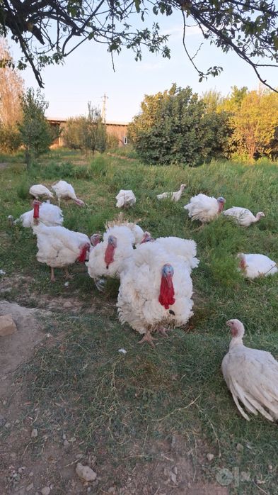 Bik 6 Induklari 6 oylik 15/25 kilogacha go'shti bor kilosi 50mingdan