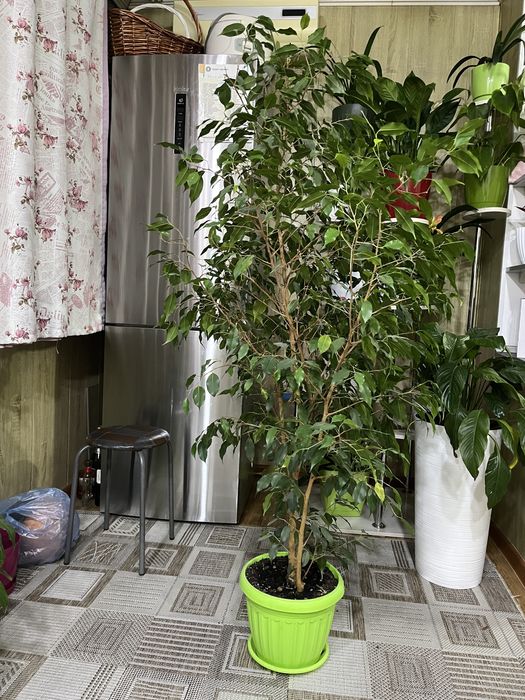 Срочно продам красивый цветок