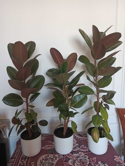 Фикус Робуста 1 шт.