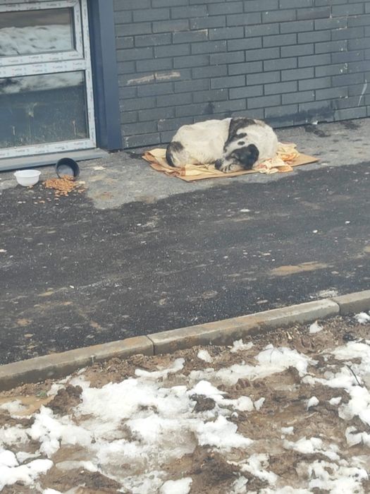 Найдена собака район Аксай-2