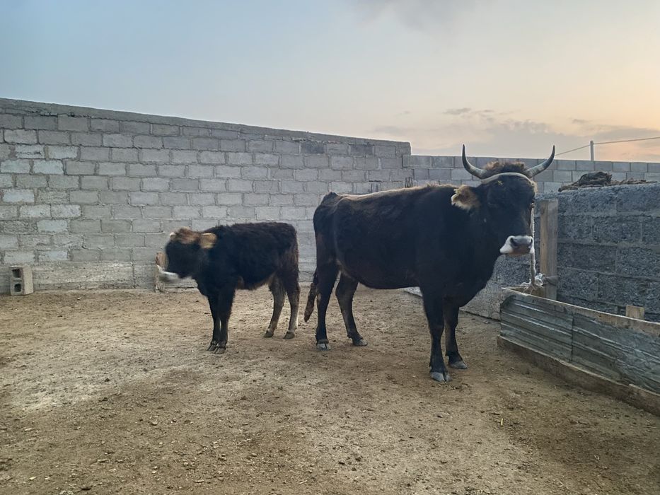 Буаз сиыр Бұзауымен