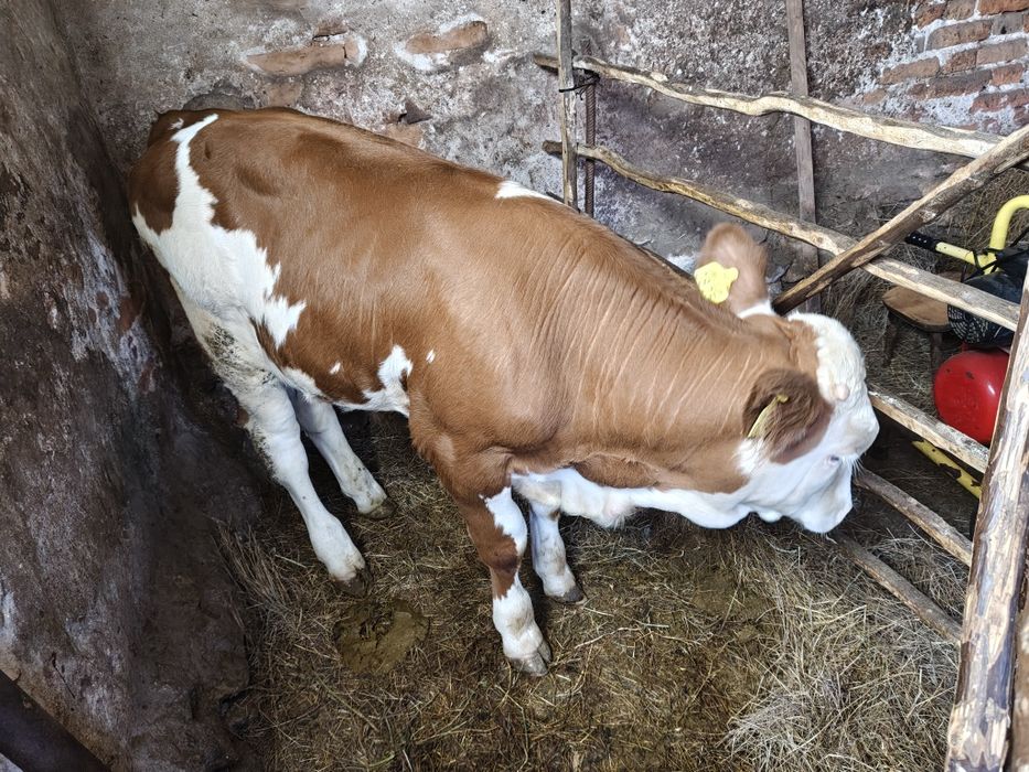 Vând vițel bălțat