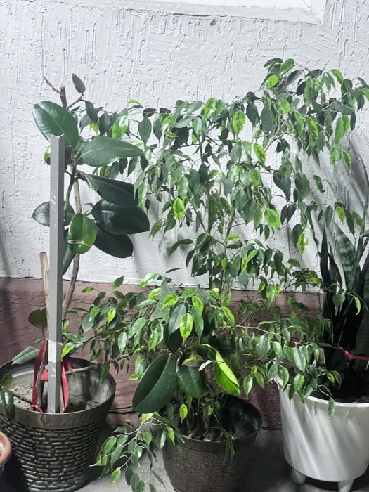 Продам цветы комнатные