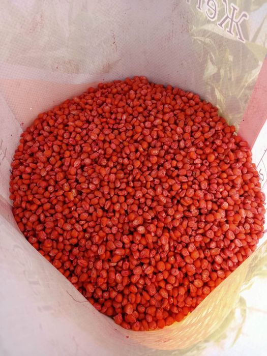 Свингерлердің отбасылық порносы