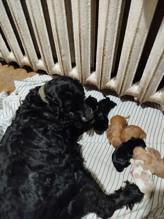 Английский кокер спаниель