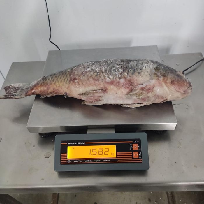 Рыба сазан крупный