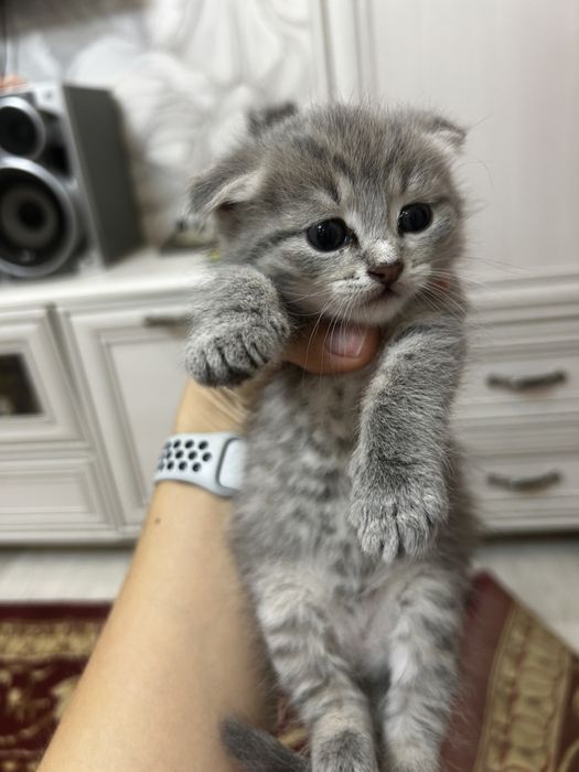 Продаются котята