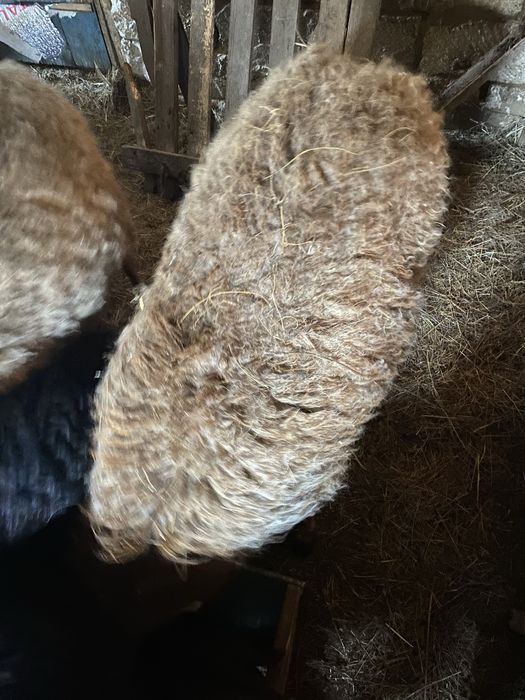 Кой сатылады семиз