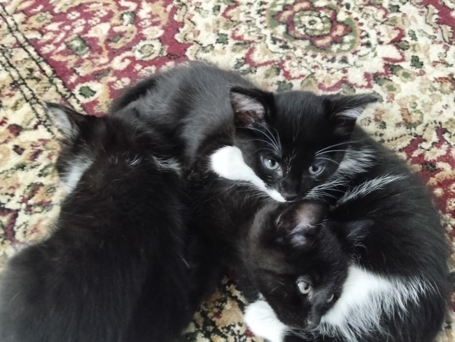 Отдам котят бесплатно