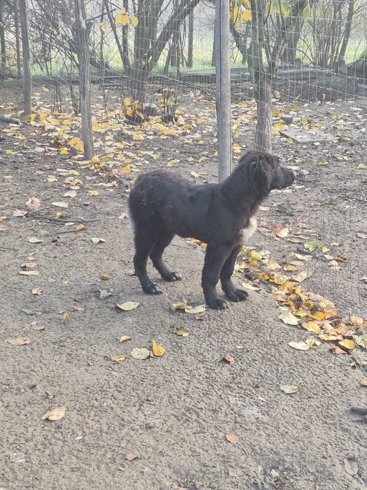 Ciobanesc Corb femelă