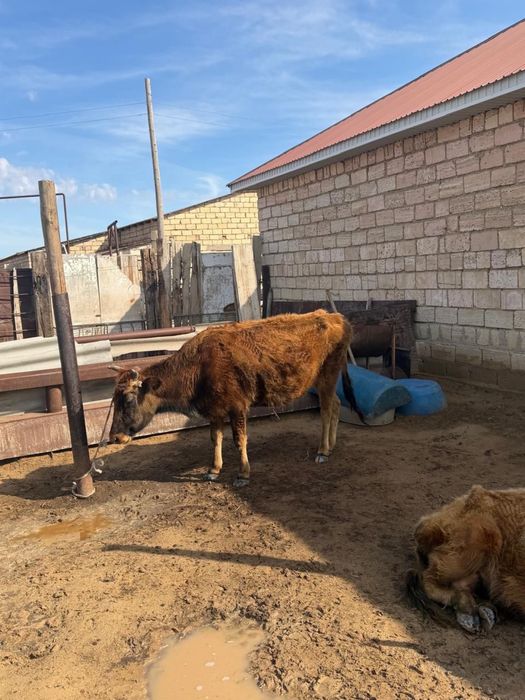 Бұзаулы сиырлар сатылады