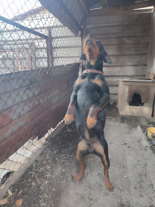 Продам кобеля ягдтерьера