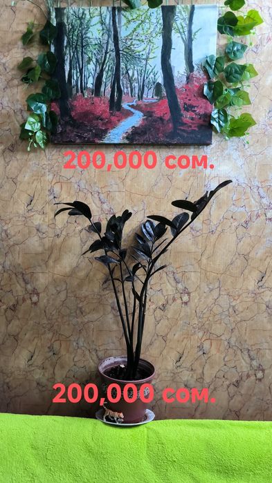 Цветы,Пальмы,с бонусом.