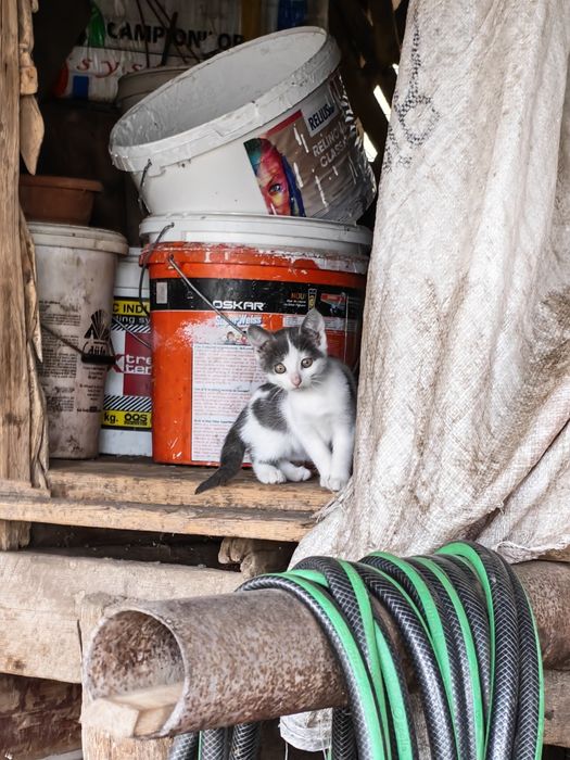 Pisicuțe spre adopție