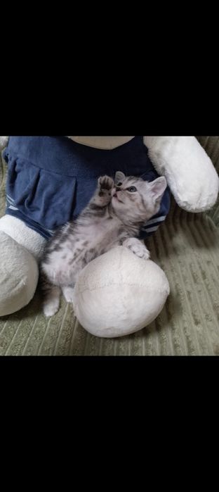 Котята шотландцы мрамор на серебре