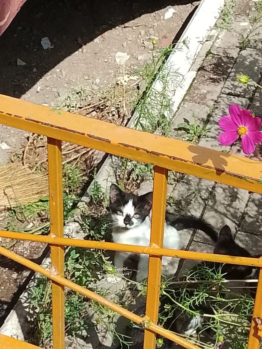 Отдадим котят в добрые руки