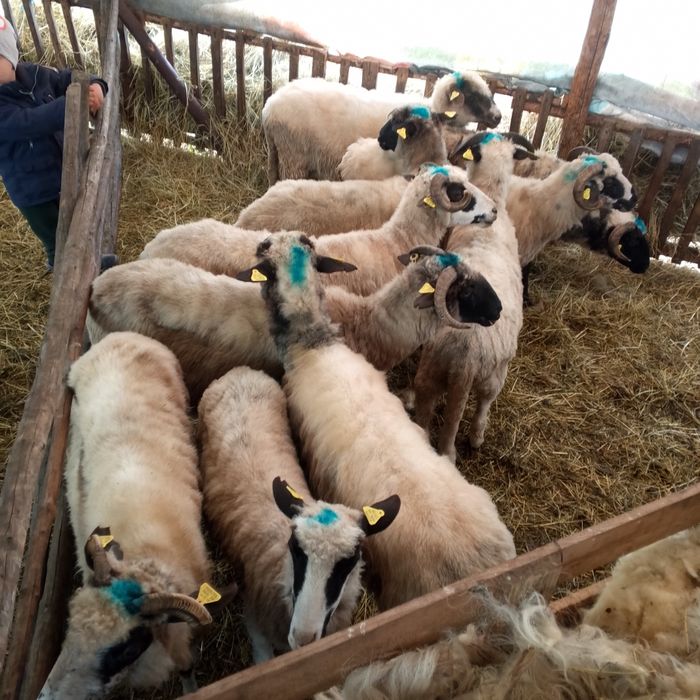 Vand 10 oi cu lapte sau schimb cu vaca  sau vitei intarcati