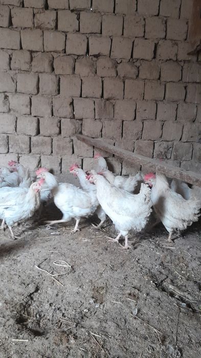 Несушка тауықтар сатылады