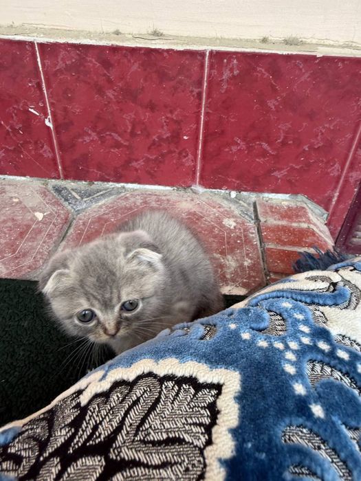 Скотиш фолд мушукчалар сотилади