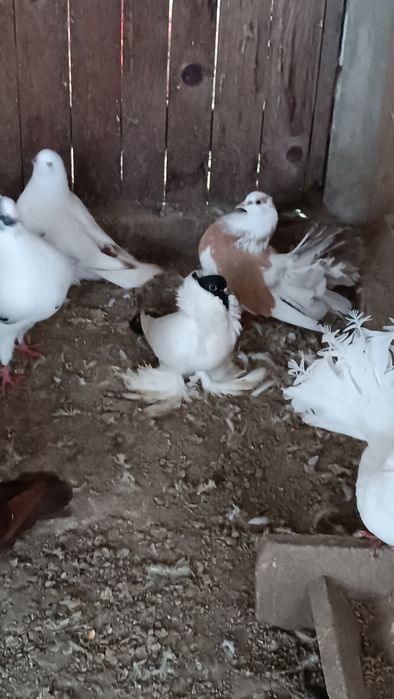 Vând porumbei  diferite rase