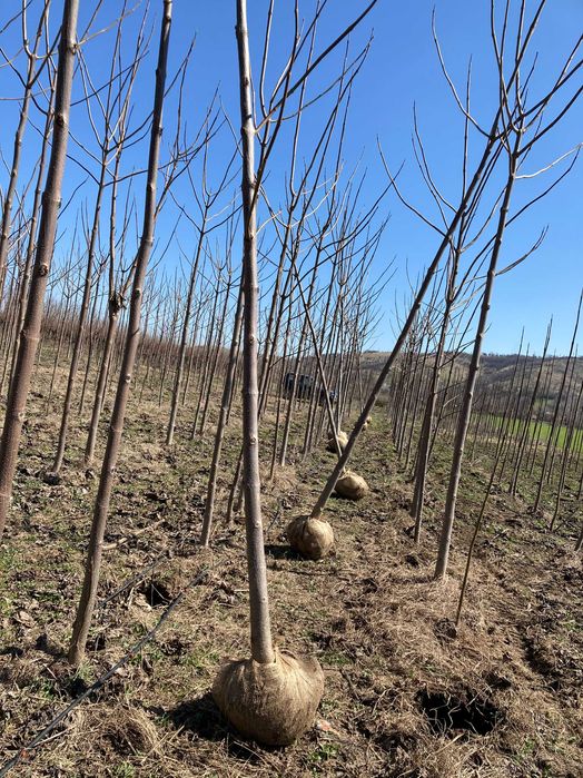 Paulownia Tomentosa - Arbori cu balot pentru aliniamente