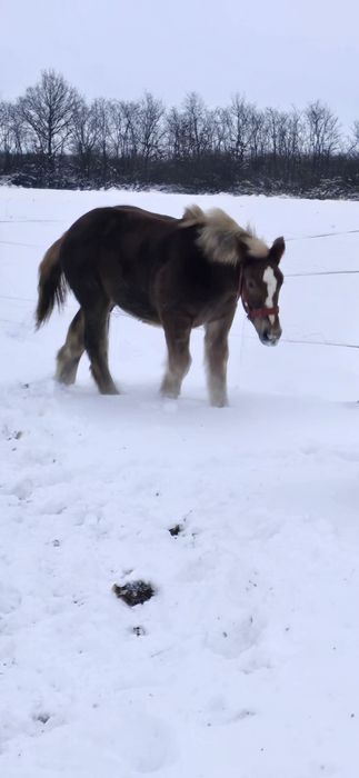 Manză Poloneză de  7 luni