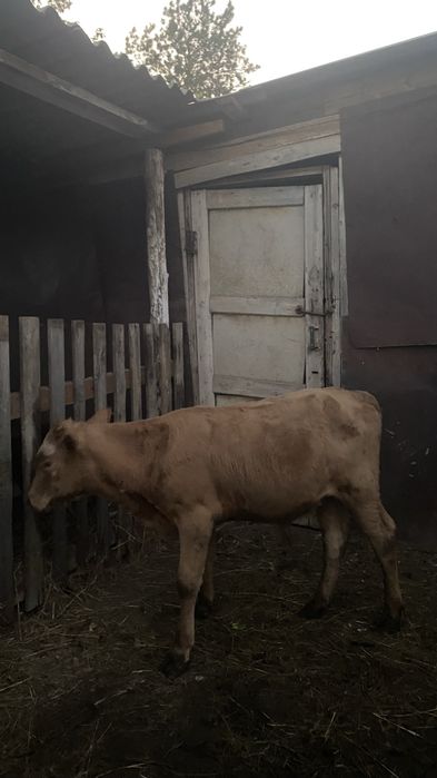 Бұзау сатылады еркек продам теленка