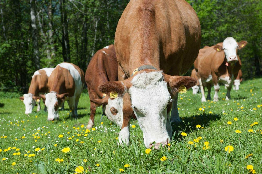 Голштин, Симментал, Ангус зотли наслли моллар, Европа, 42 млн сум