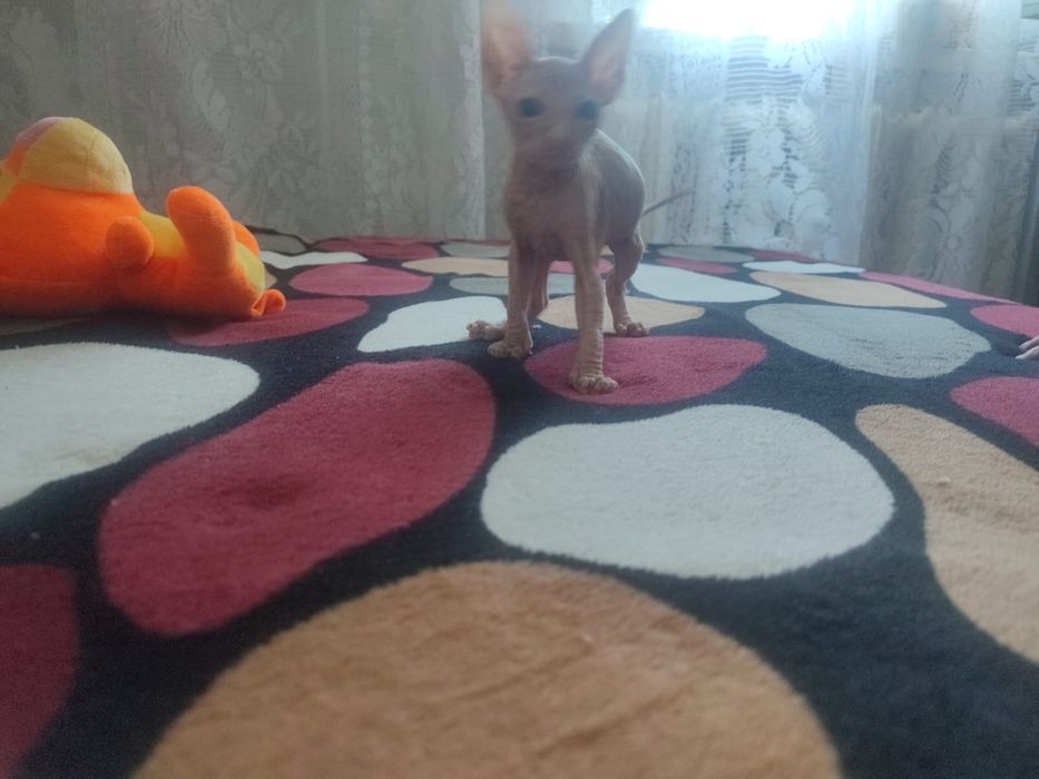 Котенок сфинкс   .