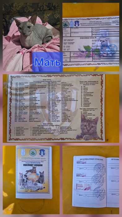 Котята Чистокровные Канадский сфинкс