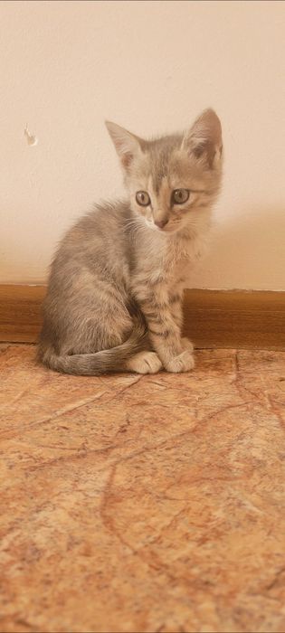 Отдам в добрые и ответственные руки