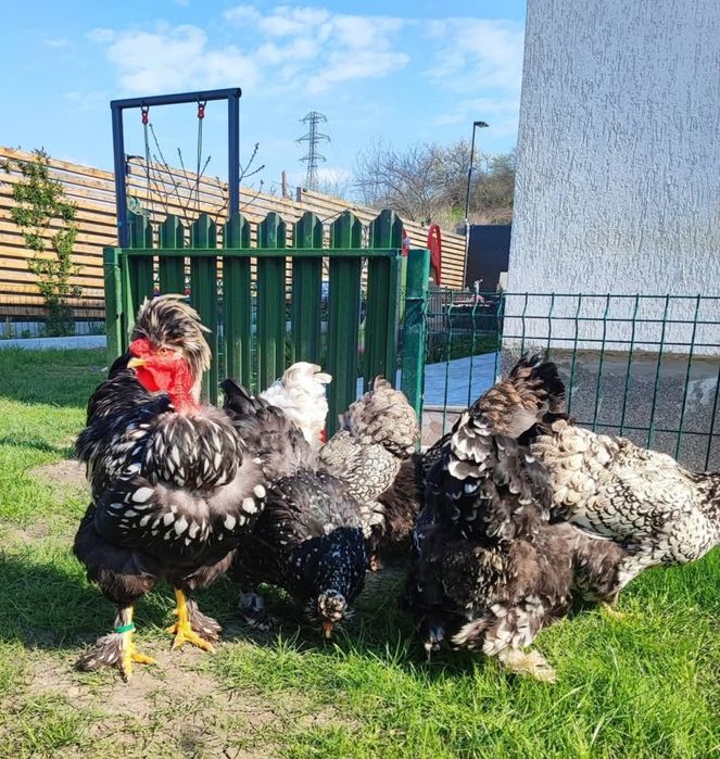 Oua incubat găini moțate barboase golașe frezate